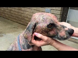 Watch: An amazing rescue dog transformation