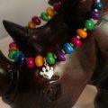 rainbow-bridge-bracelet-heart-paw-charm